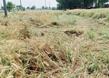 बे-मौसम ओलावृष्टि और बारिश ने बढ़ाई किसानों की मुश्किलें फसल को हुआ नुकसान
