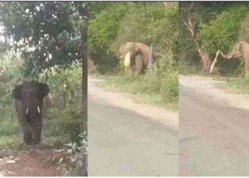 डोईवाला के सत्तीवाला गांव में आ धमका हाथी, मॉर्निंग वॉक छोड़ घर को भागे लोग