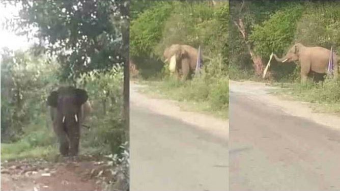 डोईवाला के सत्तीवाला गांव में आ धमका हाथी, मॉर्निंग वॉक छोड़ घर को भागे लोग