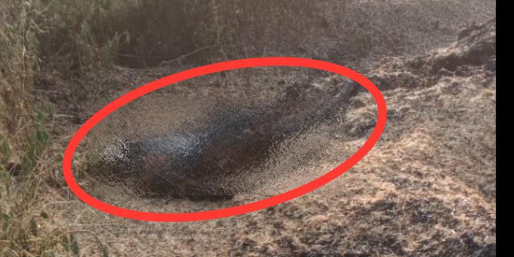 युवक की हत्या कर भूसे के बोंगे में शव को डालकर लगाई आग