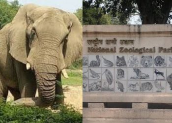 दिल्ली के चिड़ियाघर में बजने वाली है शहनाई, ‘शंकर’ की दुल्हन के लिए US एंबेसी से किया गया संपर्क