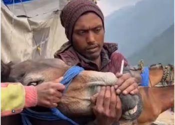 केदारनाथ में घोड़े-खच्चर को सिगरेट पिलाने का वीडियो वायरल, पशुपालन विभाग ने दर्ज की FIR