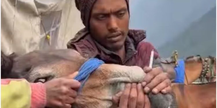केदारनाथ में घोड़े-खच्चर को सिगरेट पिलाने का वीडियो वायरल, पशुपालन विभाग ने दर्ज की FIR