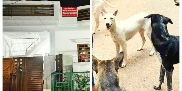 लखनऊ के जानकीपुरम विस्तार-छह में पड़ोसी के 34 कुत्तों का खौफ, मकान बेचने का लगाया बोर्ड