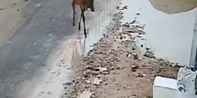 ग्रेनो वेस्ट में करंट लगने से गोवंश की मौके पर हुई मौत पूरी घटना सीसीटीवी में हुई कैद