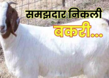 महीनों पहले चोरी हुई बकरी ने मालिक को पहचाना, सीता नाम सुनकर घर की तरफ दौड़ी