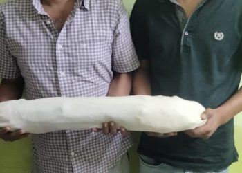 एसटीएफ ने हाथी के दांतों को तस्करी करने वालो तस्करो को किया गिरफ्तार, हाथी दांत बरामद।