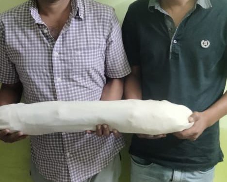 एसटीएफ ने हाथी के दांतों को तस्करी करने वालो तस्करो को किया गिरफ्तार, हाथी दांत बरामद।