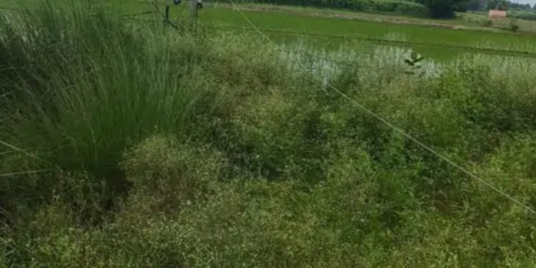 करंट लगने से महिला के मौत के मामले में परिजनों ने यूपीपीसीएल के जेई पर दर्ज कराया हत्या का मामला