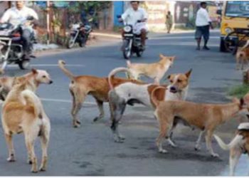 G-20 समिट का असर, एक महीने तक दिल्ली के कुत्तों का हवा-पानी बंद, PFA ने बताया जुल्म