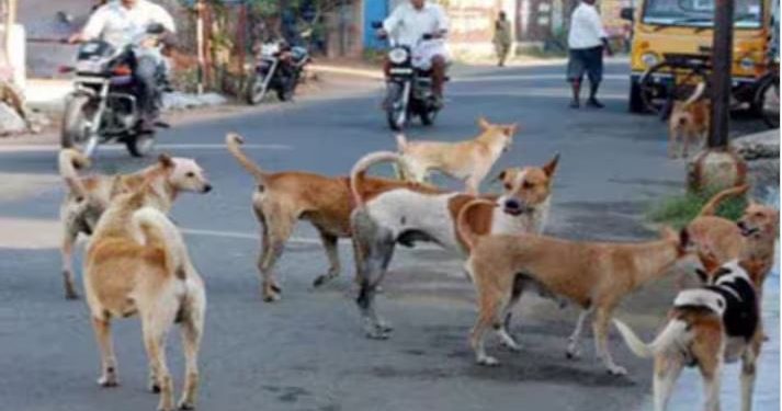 G-20 समिट का असर, एक महीने तक दिल्ली के कुत्तों का हवा-पानी बंद, PFA ने बताया जुल्म