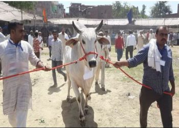 यूपी: स्वदेशी गाय की खरीद पर ट्रांसर्पोटेशन और बीमा का खर्च उठाएगी सरकार, जानिए कैसे ले सकते हैं लाभ