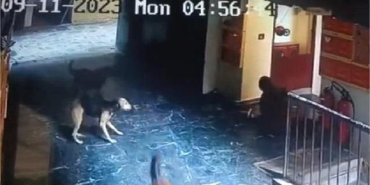 दिल्ली: एम्स के डॉक्टर की पत्नी पर आवारा कुत्तों का हमला, टूटी पैर की हड्डी