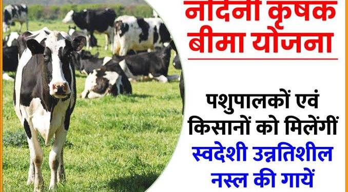 25 गायों की डेयरी की स्थापना पर 50 प्रतिशत अनुदान देगी योगी सरकार