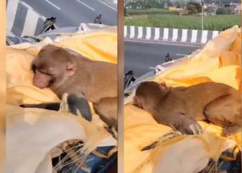 अचानक बुजुर्ग के शव से लिपटकर रोने लगा बंदर, ‘दो वक्त की रोटी से शुरू हुए रिश्ते को देखकर हर कोई हुआ भावुक’