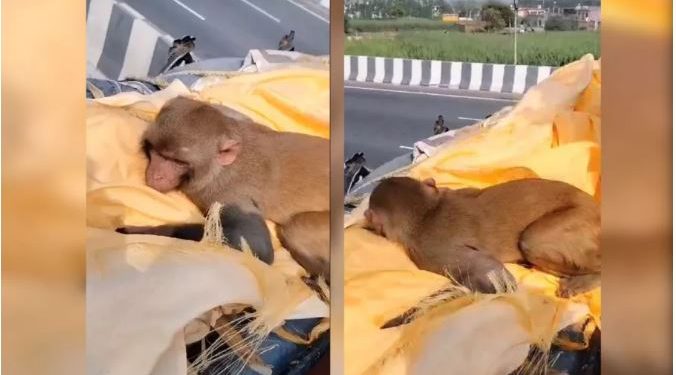 अचानक बुजुर्ग के शव से लिपटकर रोने लगा बंदर, ‘दो वक्त की रोटी से शुरू हुए रिश्ते को देखकर हर कोई हुआ भावुक’