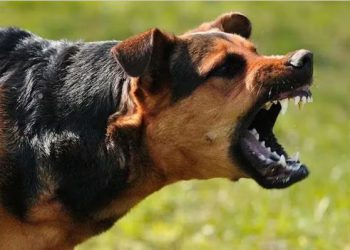 सोसायटी पार्क में कुत्ते को शौच करा रही थी पड़ोसी महिला, विरोध किया तो छोड़ दिया गोल्डन ब्रिटिश डॉग