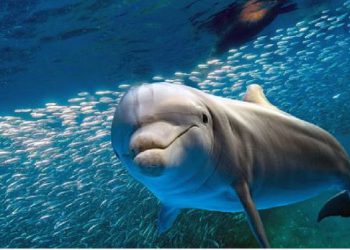 सीएम योगी ने गांगेय डॉल्फिन को दिया प्रदेश के जलीय जीव का दर्जा, कहा- तालाब और नदियों को शुद्ध रखा जाए