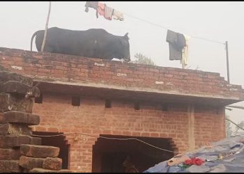 किसान के मकान की छत पर चढ़ा सांड, वीडियो में देखें कैसे उतारा गया नीचे
