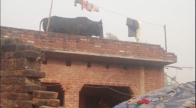 किसान के मकान की छत पर चढ़ा सांड, वीडियो में देखें कैसे उतारा गया नीचे