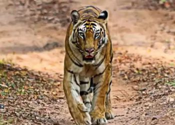 Almora: उत्तराखंड में 7 हजार फीट ऊंचाई वाले पहाड़ पर दिखा बाघ, अधिकारी भी हैरान; पहली बार इस साल आया था नजर