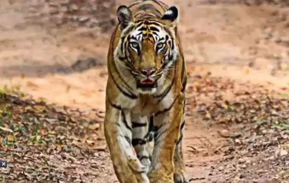 Almora: उत्तराखंड में 7 हजार फीट ऊंचाई वाले पहाड़ पर दिखा बाघ, अधिकारी भी हैरान; पहली बार इस साल आया था नजर