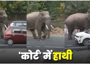 कोर्ट और कलेक्ट्रेट परिसर में पहुंचा हाथी, गेट-दीवार तोड़ी, वनकर्मियों ने फायरिंग कर भगाया