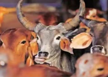 करणी सेना के जिलाध्यक्ष की काली करतूत, गौहत्या के बाद दूसरों के खेत में फेंकते थे अवशेष, यूट्यूबर सहित तीन गिरफ्तार