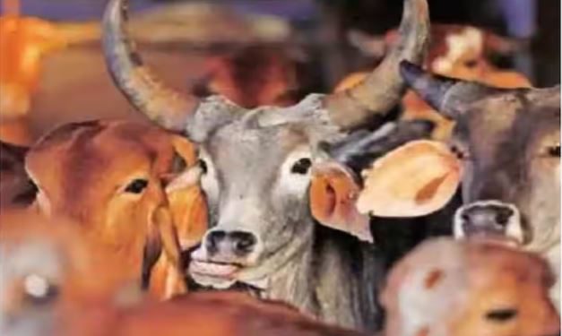 करणी सेना के जिलाध्यक्ष की काली करतूत, गौहत्या के बाद दूसरों के खेत में फेंकते थे अवशेष, यूट्यूबर सहित तीन गिरफ्तार