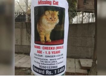 नोएडा में बिल्ली के लिए मालिक ने लगा दिए शहर में पोस्टर… खोजने वाले को मिलेंगे 1 लाख रुपये, किया ऐलान