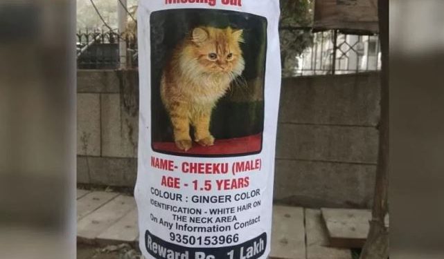 नोएडा में बिल्ली के लिए मालिक ने लगा दिए शहर में पोस्टर… खोजने वाले को मिलेंगे 1 लाख रुपये, किया ऐलान