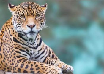 वन्यजीवों के हमले में मौत पर अब छह लाख का मुआवजा, 48 घंटे के भीतर मिलेगी 30 प्रतिशत राशि