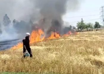 एक चिंगारी से किसान की बीस बीघा गेंहू की फसल जलकर हुई राख
