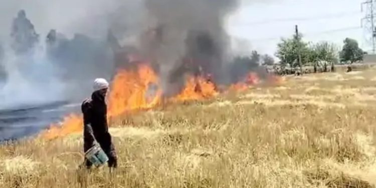 एक चिंगारी से किसान की बीस बीघा गेंहू की फसल जलकर हुई राख