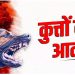 4 साल की बच्ची पर 10-15 कुत्तों ने किया हमला, लड़की चिल्लाती रही और कुत्ते नोचते रहे; हालत गंभीर