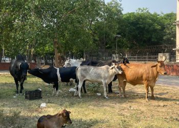 आवारा पशुओं की बढ़ती संख्या से सेक्टर वासी परेशान, प्राधिकरण से की शिकायत