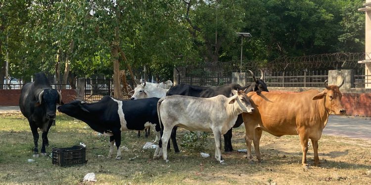 आवारा पशुओं की बढ़ती संख्या से सेक्टर वासी परेशान, प्राधिकरण से की शिकायत