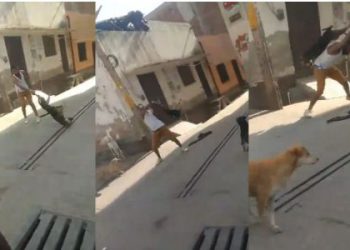 शर्मनाक! पहले टांग पकड़कर घुमाया, फिर उठाकर पटका… कुत्ते के साथ हैवानियत