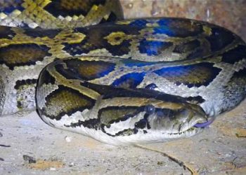 सिक्‍योरिटी गार्ड ने पानी चेक करने के लिए खोली टंकी तो उड़े होश, कुंडली मारकर बैठा था बर्मीज पाइथन… वजन 30 किलो