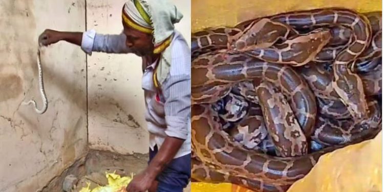 बंद पड़ा था मकान, दरवाजा खुलते ही एक साथ निकले 26 अजगर, फिर…