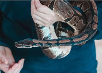 टॉयलेट सीट पर लिपटा था 6 फीट लंबा जहरीला सांप, देखते ही शख्स की निकली चीख, फिर…