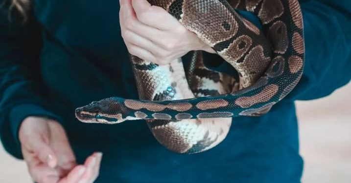 टॉयलेट सीट पर लिपटा था 6 फीट लंबा जहरीला सांप, देखते ही शख्स की निकली चीख, फिर…