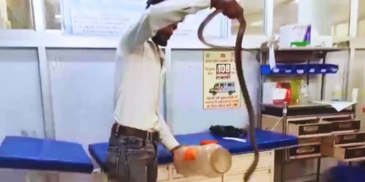 सांप ने डसा तो युवक ने पकड़ी नाग की गर्दन, घायल हालत में 30KM तक चलाई बाइक, फिर…