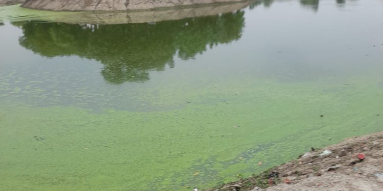 ग्रेटर नोएडा में इन दस गांवों में तालाबो का होगा जीणोद्धार, हरियाली के लिए लगाए जाएंगे 5000 वृक्ष