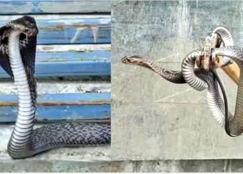 जिस केदारेश्वर महादेव मंदिर का निर्माण करा रहे अखिलेश यादव, वहां सावन में फन फैलाए बैठा दिखा कोबरा सांप