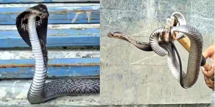 जिस केदारेश्वर महादेव मंदिर का निर्माण करा रहे अखिलेश यादव, वहां सावन में फन फैलाए बैठा दिखा कोबरा सांप