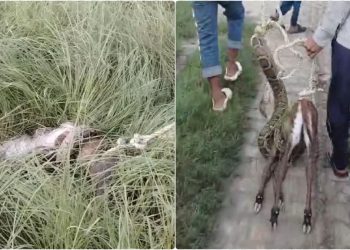 …जब नीलगाय के बच्चे को जिंदा निगलने लगा अजगर, गांव में फैली दहशत