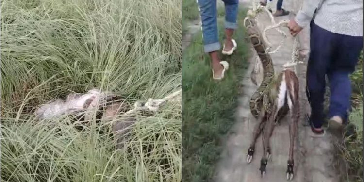 …जब नीलगाय के बच्चे को जिंदा निगलने लगा अजगर, गांव में फैली दहशत