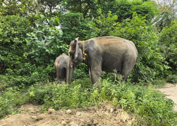 ऑपरेशन टाइगर : लखीमपुर खीरी के आदमखोर बाघ को पकड़ने में मदद करेंगी हथिनी डायना और सुलोचना