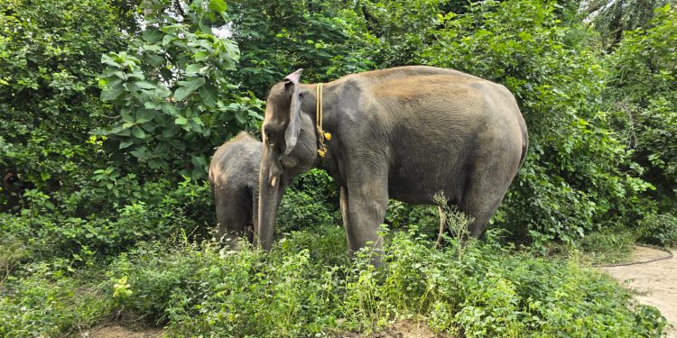 ऑपरेशन टाइगर : लखीमपुर खीरी के आदमखोर बाघ को पकड़ने में मदद करेंगी हथिनी डायना और सुलोचना